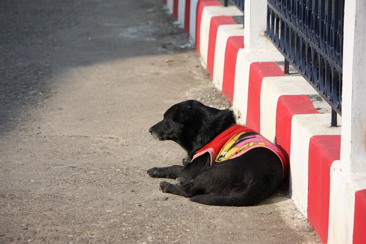 タイなのに犬も防寒着が欲しいよー_c0134569_1455725.jpg