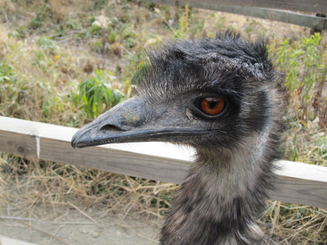 花鳥風月な休日_c0180581_0355888.jpg