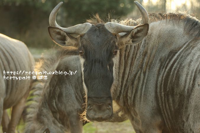 ｚｏｏっと行こう