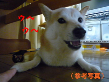 e0131506_23254366.jpg