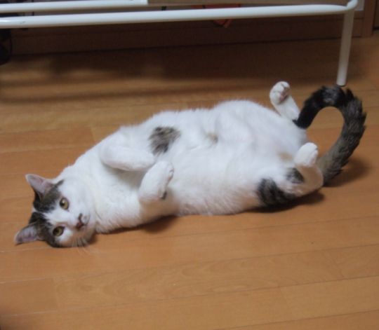 転がるねこまる : 猫と登山と酒
