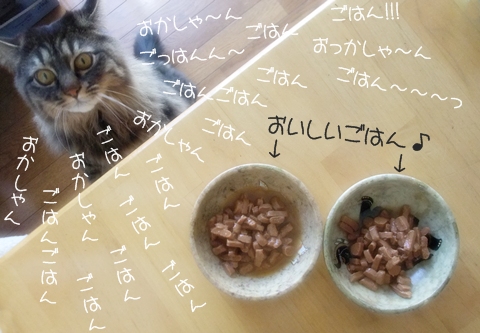 Cat　food　　猫ご飯_e0193822_0153972.jpg