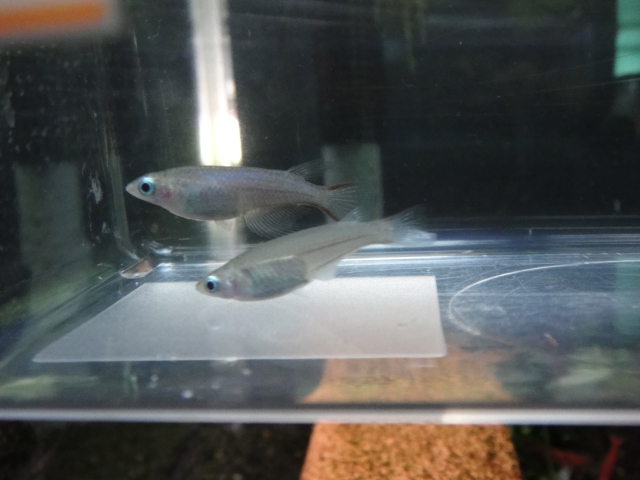 熱帯魚・水草・金魚_f0189122_1252145.jpg
