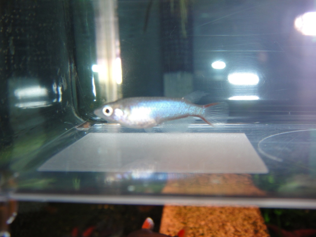 熱帯魚・水草・金魚_f0189122_12524110.jpg