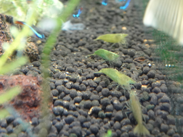 熱帯魚・水草・金魚_f0189122_13245.jpg