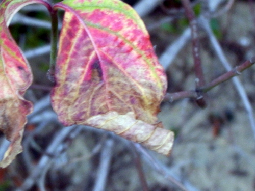 e0059726_2231980.jpg