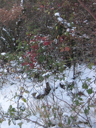雪のペルージャ_f0234936_2197.jpg
