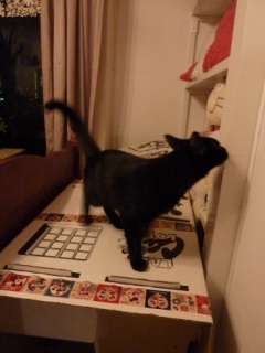 猫と一緒に暮らすために理解しなくてはいけないこと猫 しぇるろった編。_a0143140_052256.jpg
