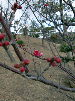 e0110940_1252551.jpg