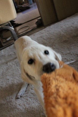 新しい保護犬KARAの事_a0126743_1635293.jpg
