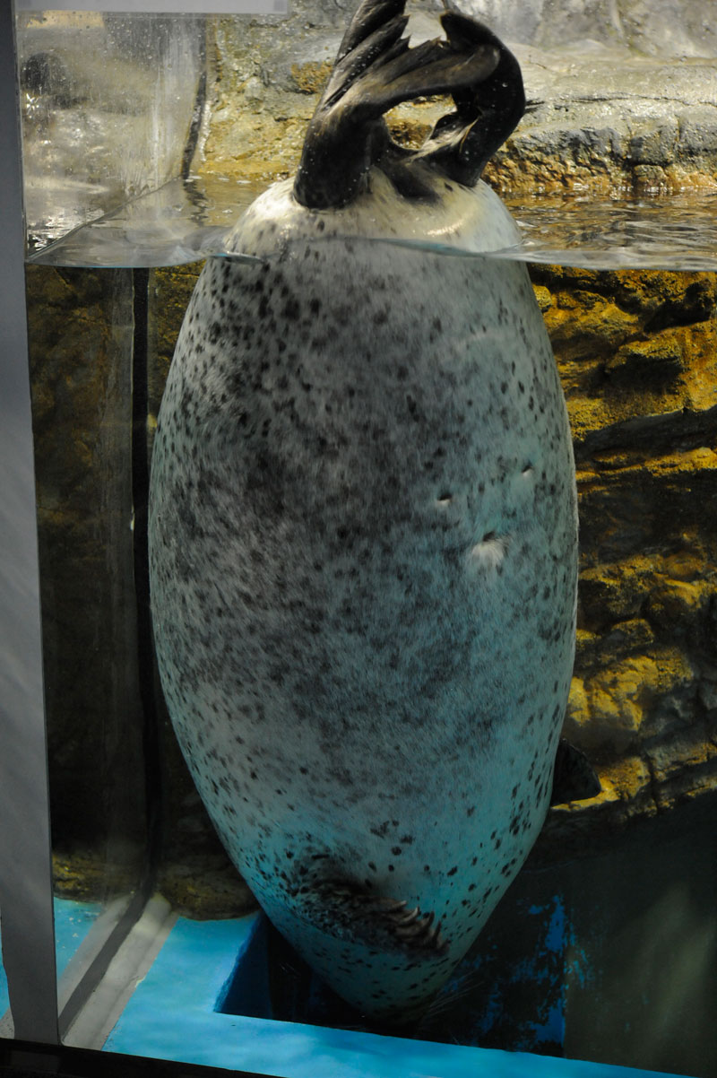 浅虫水族館_b0023856_623279.jpg