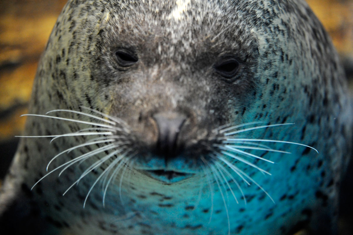 浅虫水族館_b0023856_6235731.jpg