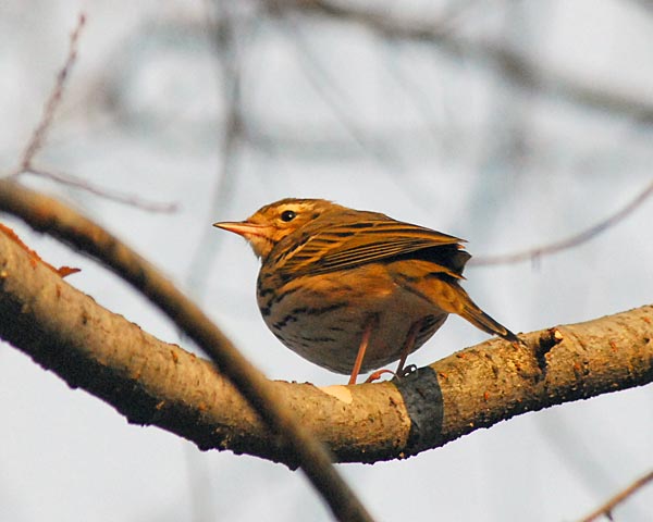 京都府　御苑　野鳥見散歩_e0035757_022718.jpg