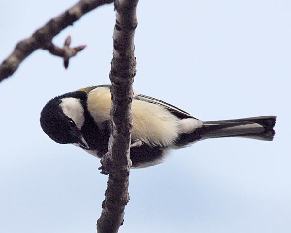 京都府　御苑　野鳥見散歩_e0035757_02632.jpg