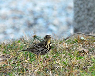 京都府　御苑　野鳥見散歩_e0035757_041146.jpg