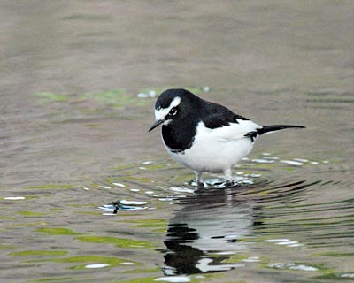 京都府　御苑　野鳥見散歩_e0035757_043869.jpg