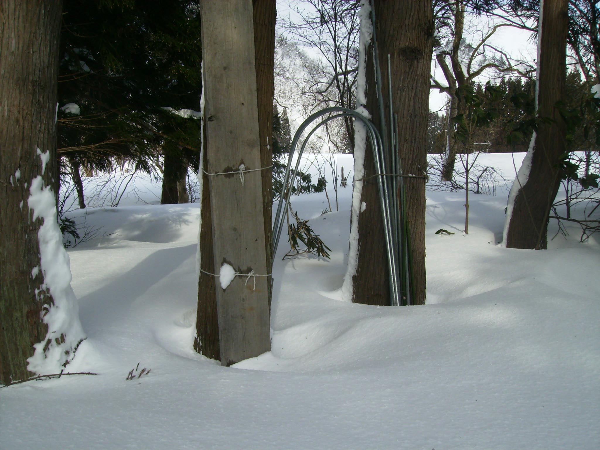 野菜や木に支えてもらう雪の日々_c0188860_17613.jpg