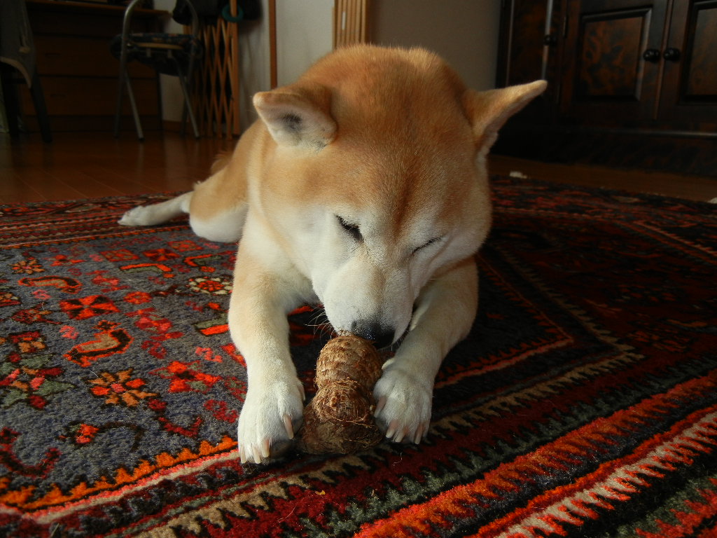 2011年1月27日(木)赤毛のアイ!_f0060461_2019259.jpg