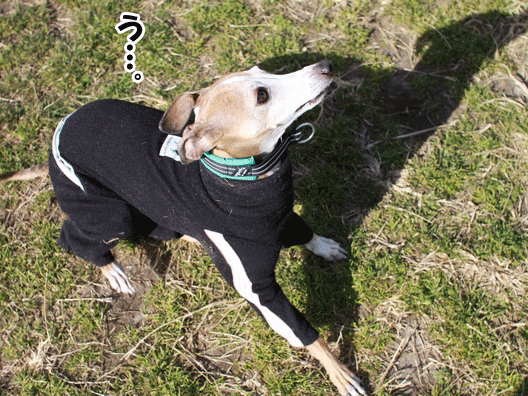 f0158862_2032205.gif