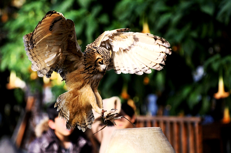 神戸花鳥園--梟のポートレート2--20110120--2--_a0050572_10353277.jpg