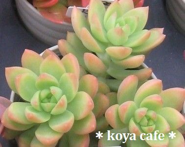 黄麗 オウレイ Koya Cafe日記帳