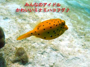 念願のダイバーへの道へ向けて_f0144385_0154274.jpg