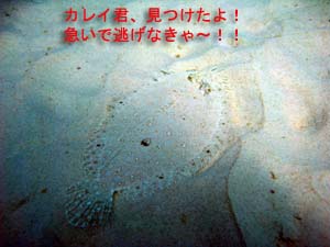 念願のダイバーへの道へ向けて_f0144385_0161241.jpg