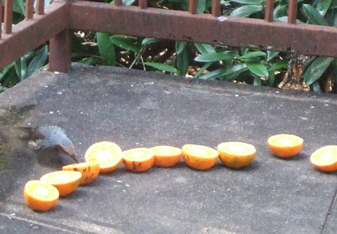 鳥たちの味覚? ._d0141987_1885132.jpg