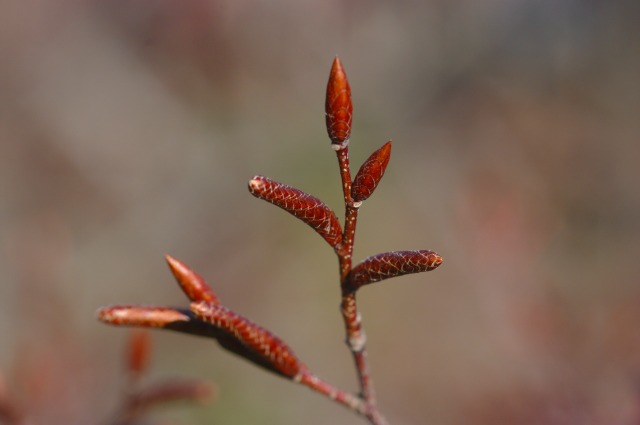 e0070891_17591143.jpg