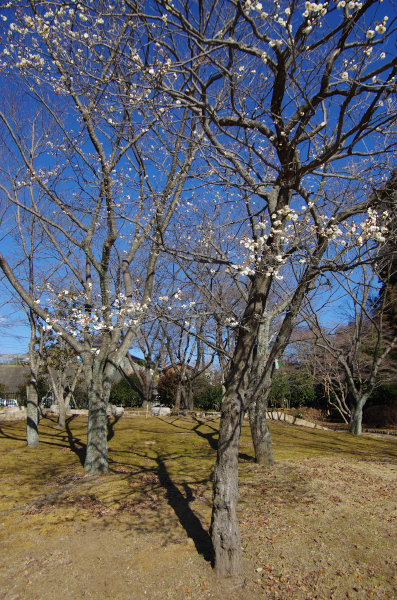 は～るよ来い！は～やく来い！_d0100100_21122955.jpg