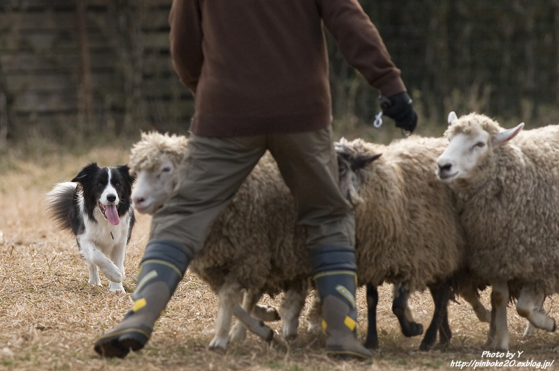 Let\'s play sheep dog!～しえちゃん編2～_c0169106_127933.jpg