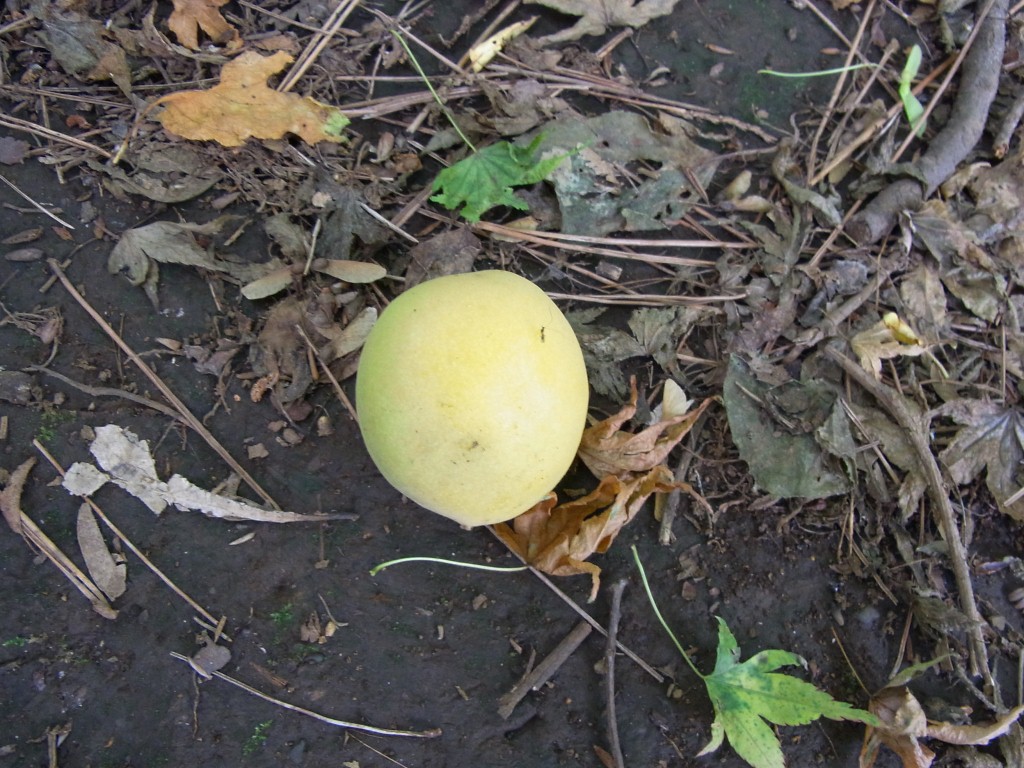 ウメ開花_b0049307_14302847.jpg