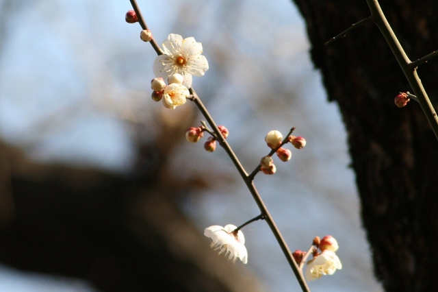 ウメ開花_b0049307_14341595.jpg