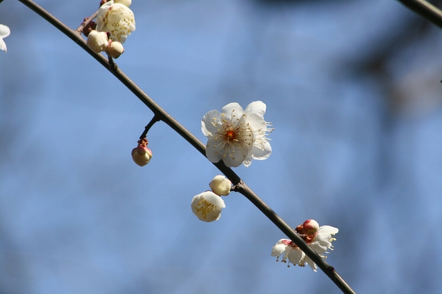 ウメ開花_b0049307_14343347.jpg