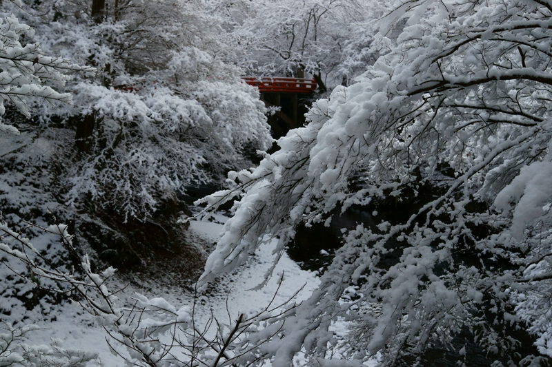 雪の清滝川にて_e0177413_12455468.jpg