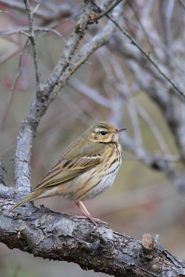 見かけた鳥を・・_d0085715_224226100.jpg