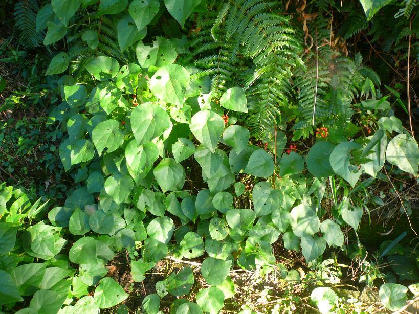 シカの食害 : 三重野生生物談話会BBSブログ(植物編) シカの食害 : 三重野生生物談話会BBSブログ(植物編)
