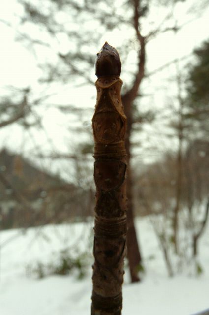 f0003138_1452548.jpg