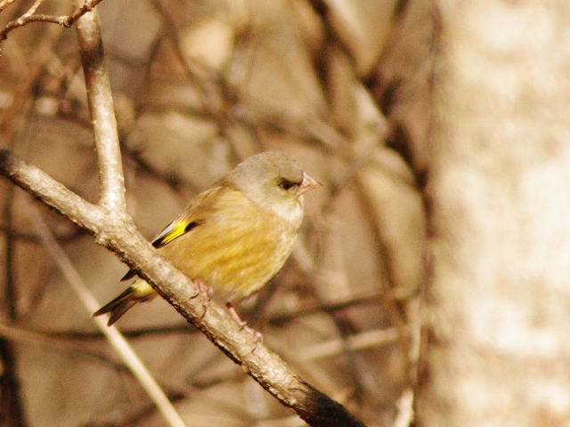 軽井沢の野鳥_b0144049_22331683.jpg