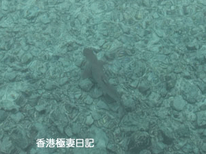 f0190653_1741764.gif