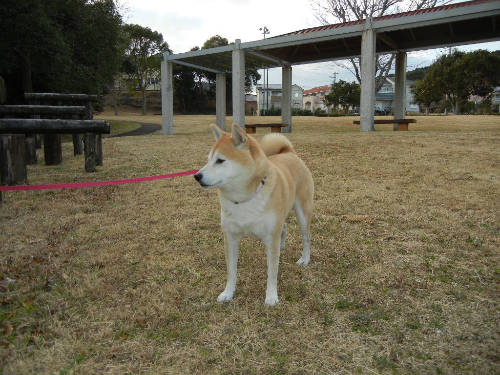 2011年1月28日(金)猪のいた山の公園!_f0060461_19225484.jpg