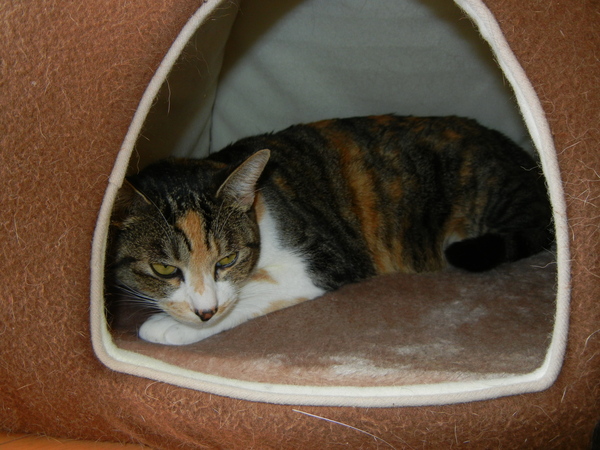 2011年1月28日(金)猪のいた山の公園!_f0060461_19255826.jpg