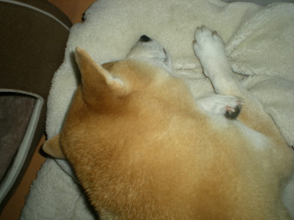 2011年1月28日(金)猪のいた山の公園!_f0060461_19271698.jpg