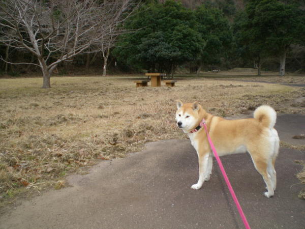 2011年1月28日(金)猪のいた山の公園!_f0060461_19321124.jpg