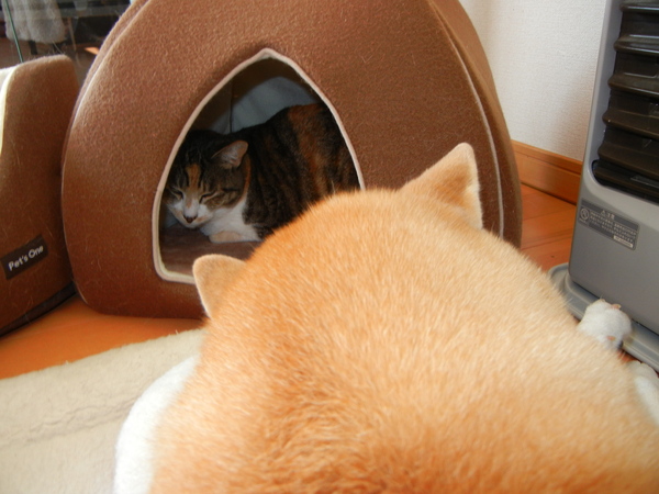 2011年1月28日(金)猪のいた山の公園!_f0060461_19551755.jpg