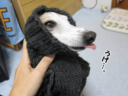 f0158862_20142089.gif