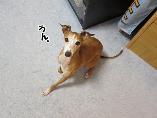 f0158862_2014948.gif