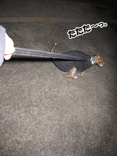 f0158862_2015377.gif