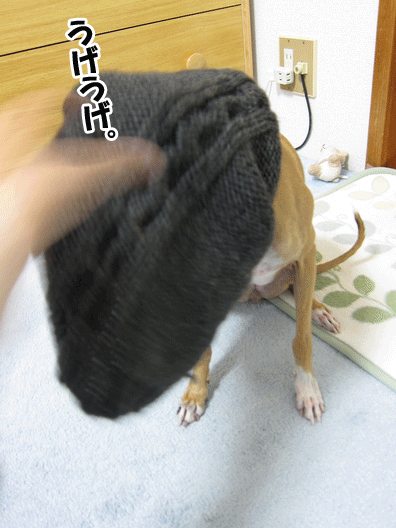 f0158862_2016340.gif
