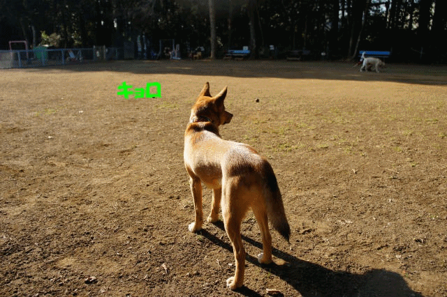 f0225871_1502226.gif